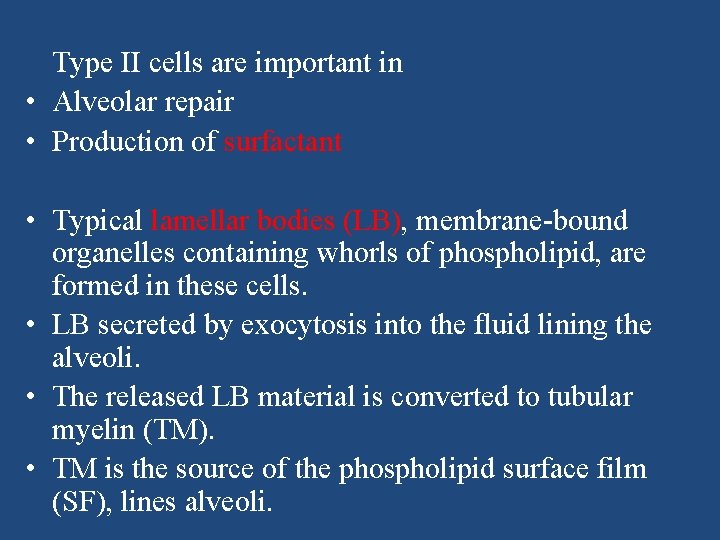 Type II cells are important in • Alveolar repair • Production of surfactant •