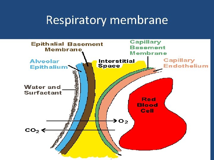 Respiratory membrane 