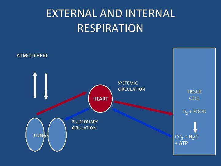 EXTERNAL AND INTERNAL RESPIRATION ATMOSPHERE SYSTEMIC CIRCULATION HEART TISSUE CELL O 2 + FOOD