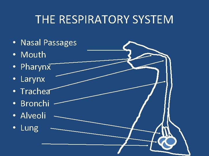 THE RESPIRATORY SYSTEM • • Nasal Passages Mouth Pharynx Larynx Trachea Bronchi Alveoli Lung