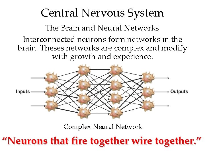 Central Nervous System The Brain and Neural Networks Interconnected neurons form networks in the Central Nervous System The Brain and Neural Networks Interconnected neurons form networks in the