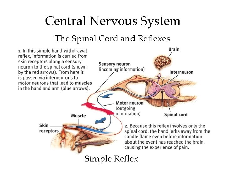Central Nervous System The Spinal Cord and Reflexes Simple Reflex Central Nervous System The Spinal Cord and Reflexes Simple Reflex
