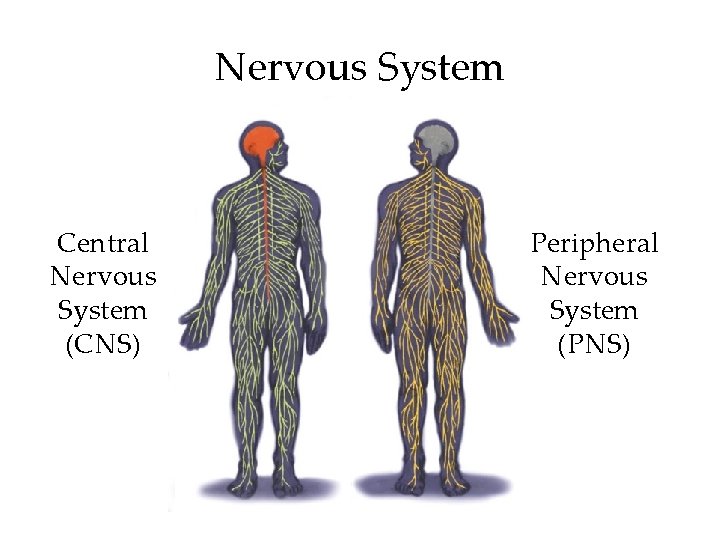 Nervous System Central Nervous System (CNS) Peripheral Nervous System (PNS) Nervous System Central Nervous System (CNS) Peripheral Nervous System (PNS)