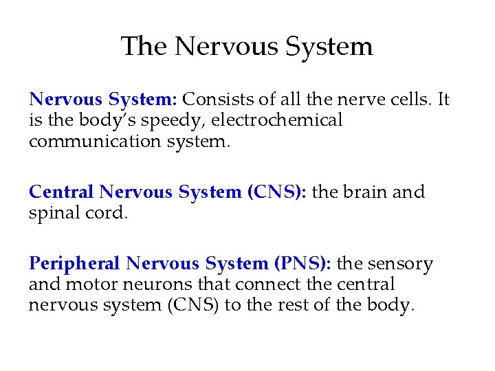 The Nervous System: Consists of all the nerve cells. It is the body’s speedy, The Nervous System: Consists of all the nerve cells. It is the body’s speedy,