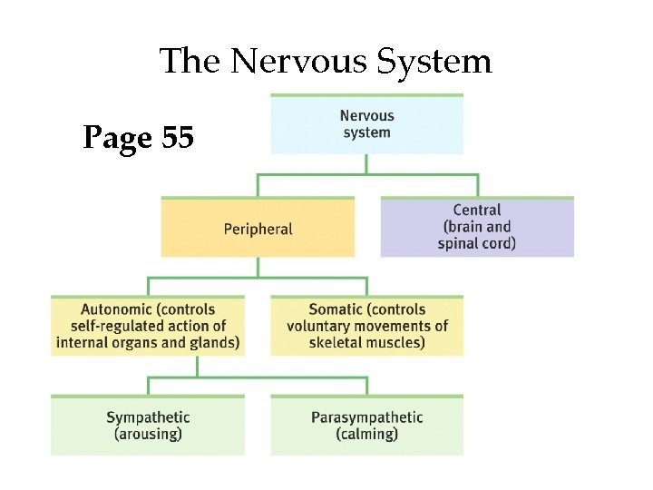 The Nervous System Page 55 The Nervous System Page 55