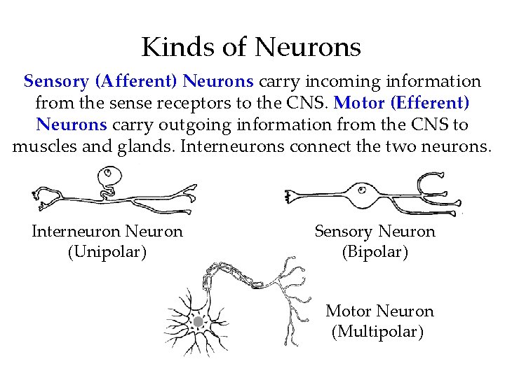 Kinds of Neurons Sensory (Afferent) Neurons carry incoming information from the sense receptors to Kinds of Neurons Sensory (Afferent) Neurons carry incoming information from the sense receptors to