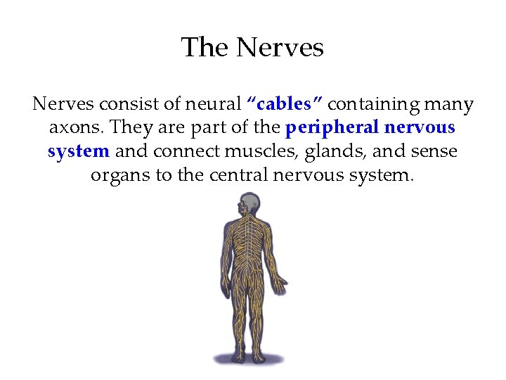 The Nerves consist of neural “cables” containing many axons. They are part of the The Nerves consist of neural “cables” containing many axons. They are part of the