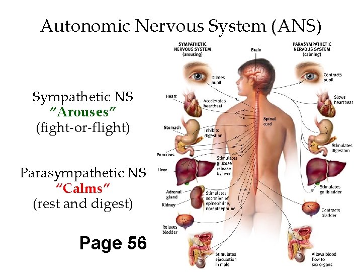 Autonomic Nervous System (ANS) Sympathetic NS “Arouses” (fight-or-flight) Parasympathetic NS “Calms” (rest and digest) Autonomic Nervous System (ANS) Sympathetic NS “Arouses” (fight-or-flight) Parasympathetic NS “Calms” (rest and digest)