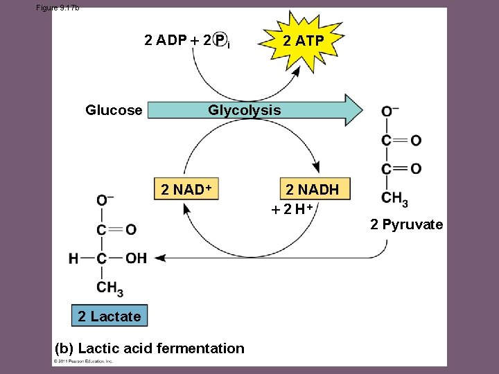 Figure 9. 17 b 2 ADP 2 P i Glucose 2 ATP Glycolysis 2