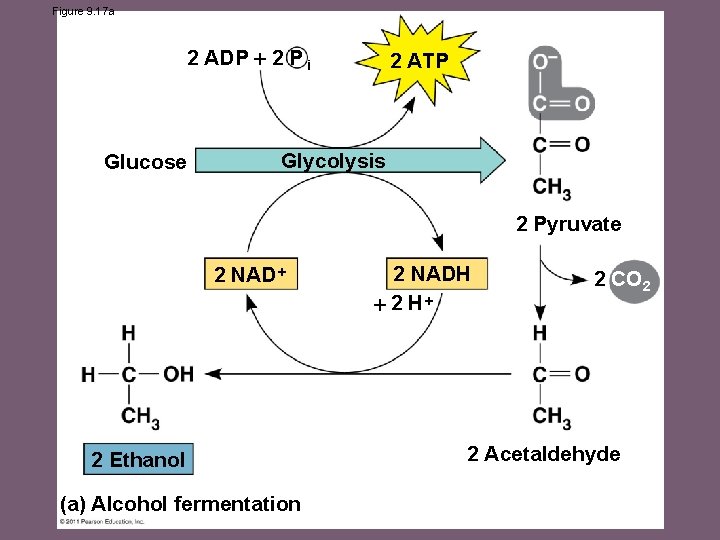 Figure 9. 17 a 2 ADP 2 P i Glucose 2 ATP Glycolysis 2