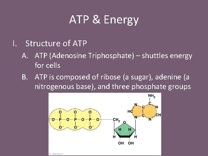 ATP & Energy I. Structure of ATP A. ATP (Adenosine Triphosphate) – shuttles energy