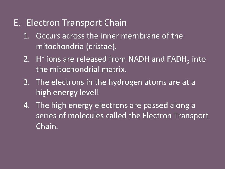 E. Electron Transport Chain 1. Occurs across the inner membrane of the mitochondria (cristae).