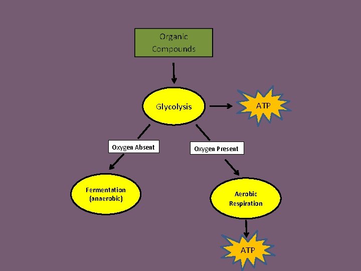 ATP Glycolysis Oxygen Absent Fermentation (anaerobic) Oxygen Present Aerobic Respiration ATP 