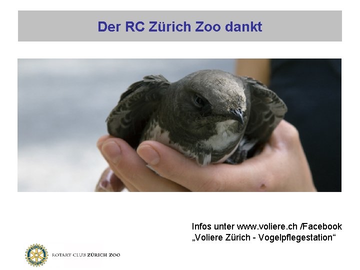 Der RC Zürich Zoo dankt Infos unter www. voliere. ch /Facebook „Voliere Zürich -