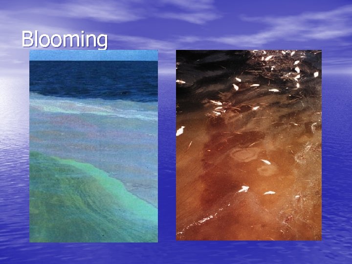 Blooming 