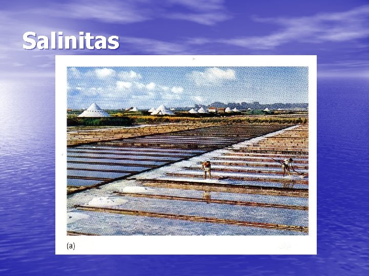 Salinitas 