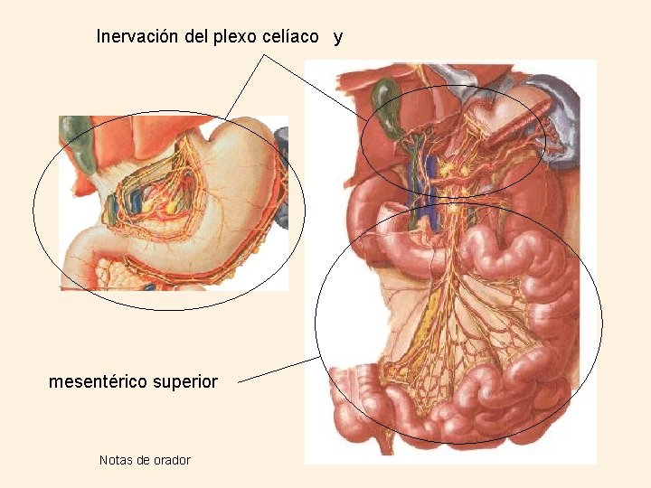 Inervación del plexo celíaco y mesentérico superior Notas de orador 