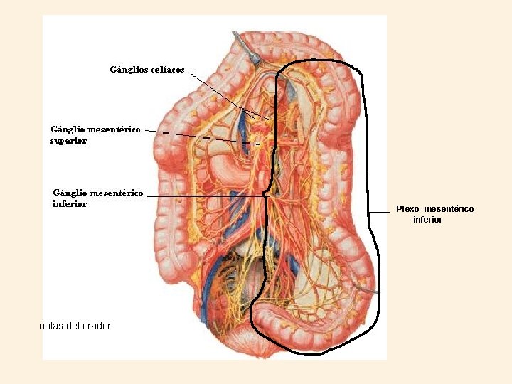 Plexo mesentérico inferior notas del orador 