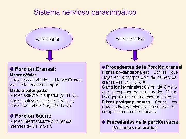 Sistema nervioso parasimpático Parte central Porción Craneal: Mesencéfalo: Núcleo accesorio del III Nervio Craneal