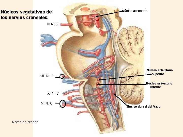 Núcleos vegetativos de los nervios craneales. Núcleo accesorio III N. C VII N. C