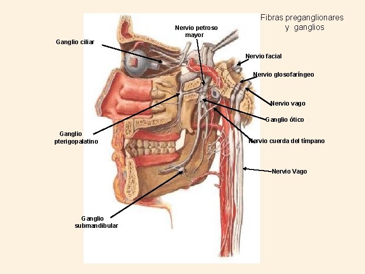 Nervio petroso mayor Fibras preganglionares y ganglios Ganglio ciliar Nervio facial Nervio glosofaríngeo Nervio