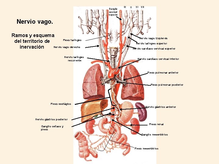 Ganglio cervical superior IX X XI XII Nervio vago. Ramos y esquema Plexo faríngeo