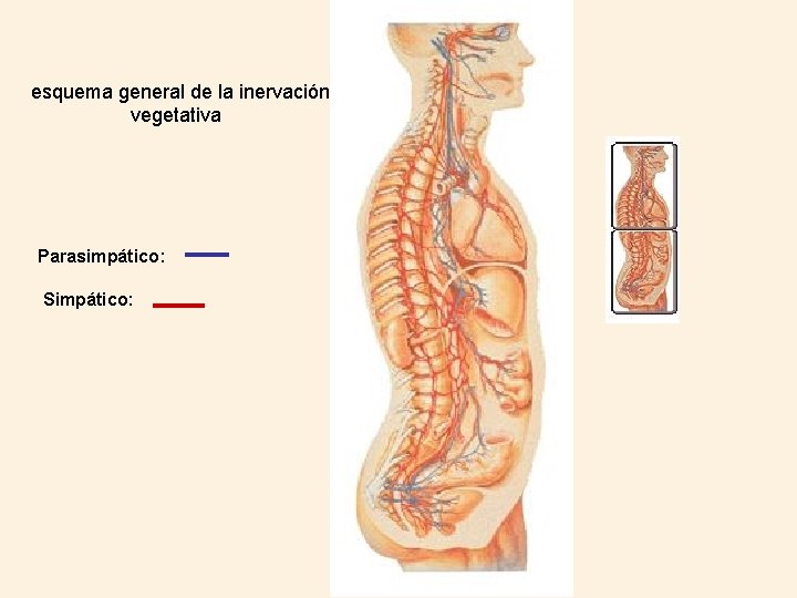 esquema general de la inervación vegetativa Parasimpático: Simpático: 