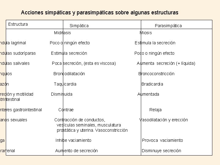 Acciones simpáticas y parasimpáticas sobre algunas estructuras Estructura ndula lagrimal Simpática Midriasis Parasimpática Miosis