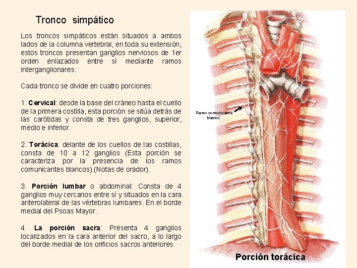 Tronco simpático Los troncos simpáticos están situados a ambos lados de la columna vertebral,