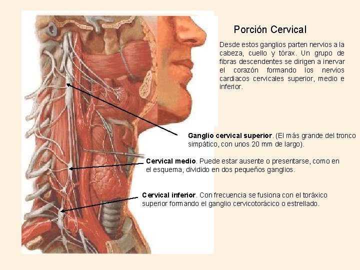 Porción Cervical Desde estos ganglios parten nervios a la cabeza, cuello y tórax. Un