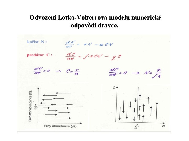 Odvození Lotka-Volterrova modelu numerické odpovědi dravce. 