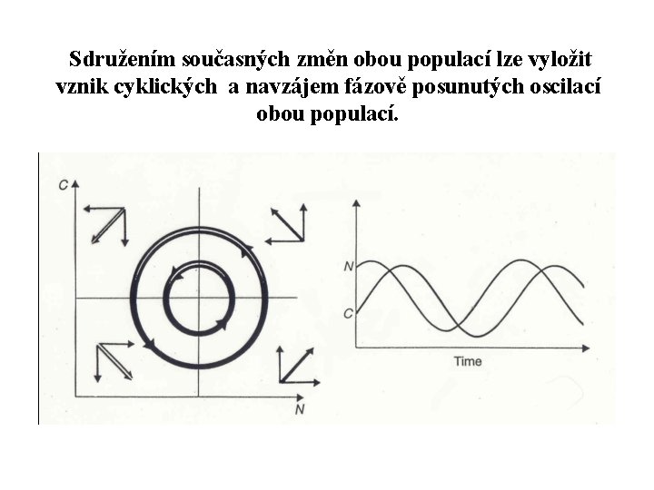 Sdružením současných změn obou populací lze vyložit vznik cyklických a navzájem fázově posunutých oscilací