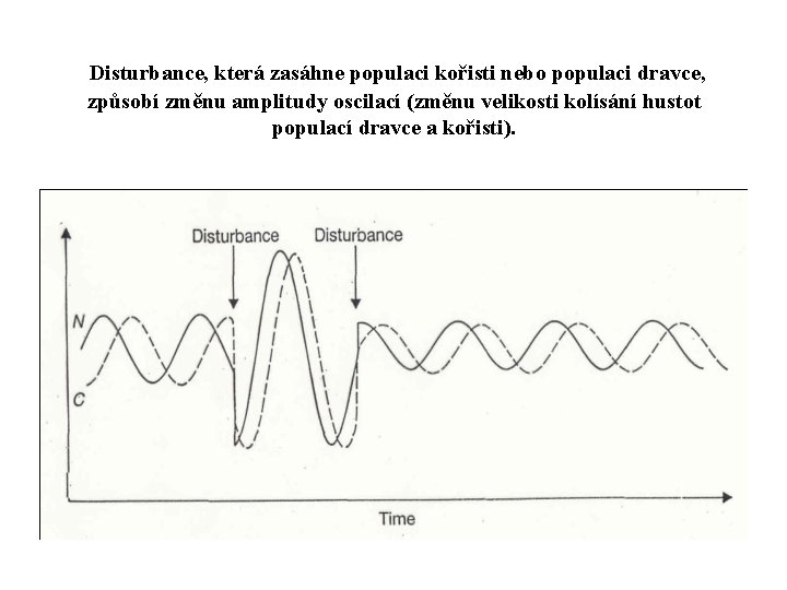 Disturbance, která zasáhne populaci kořisti nebo populaci dravce, způsobí změnu amplitudy oscilací (změnu velikosti