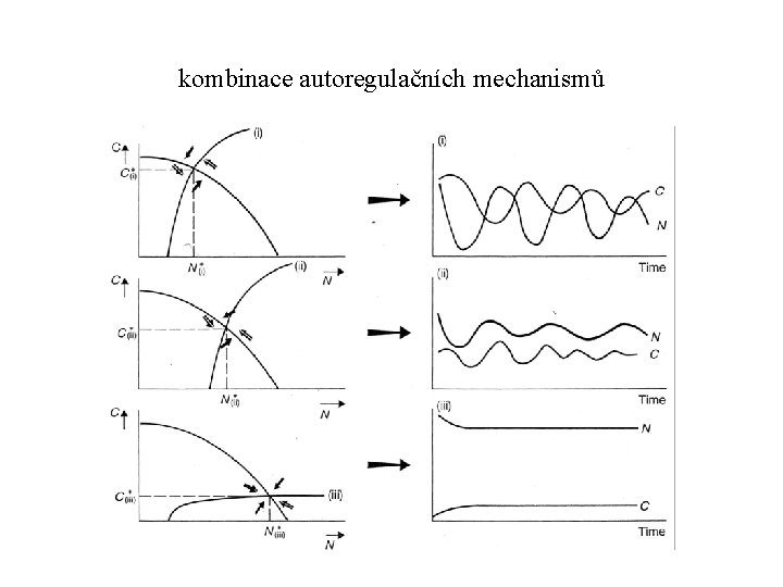 kombinace autoregulačních mechanismů 