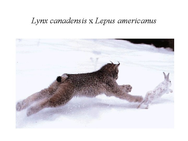 Lynx canadensis x Lepus americanus 