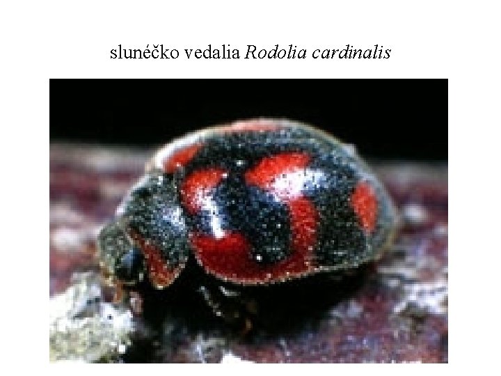 slunéčko vedalia Rodolia cardinalis 