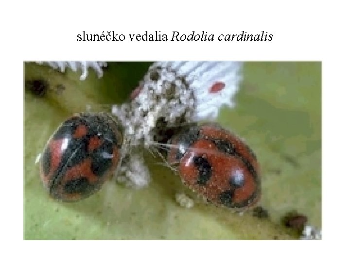slunéčko vedalia Rodolia cardinalis 