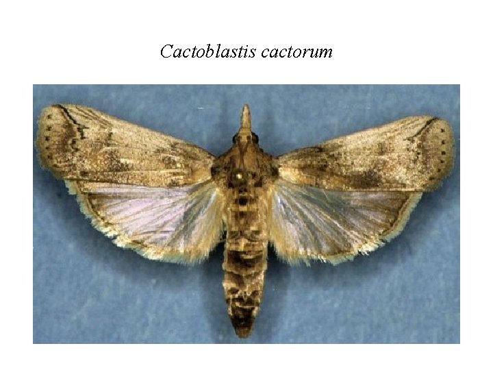 Cactoblastis cactorum 