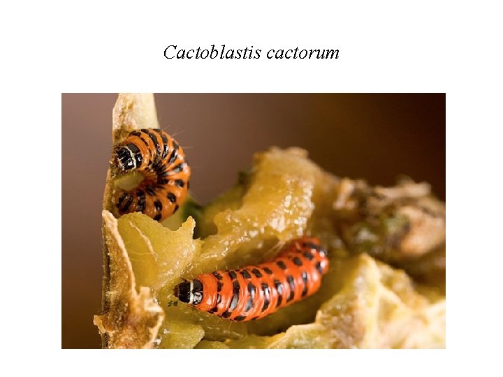 Cactoblastis cactorum 