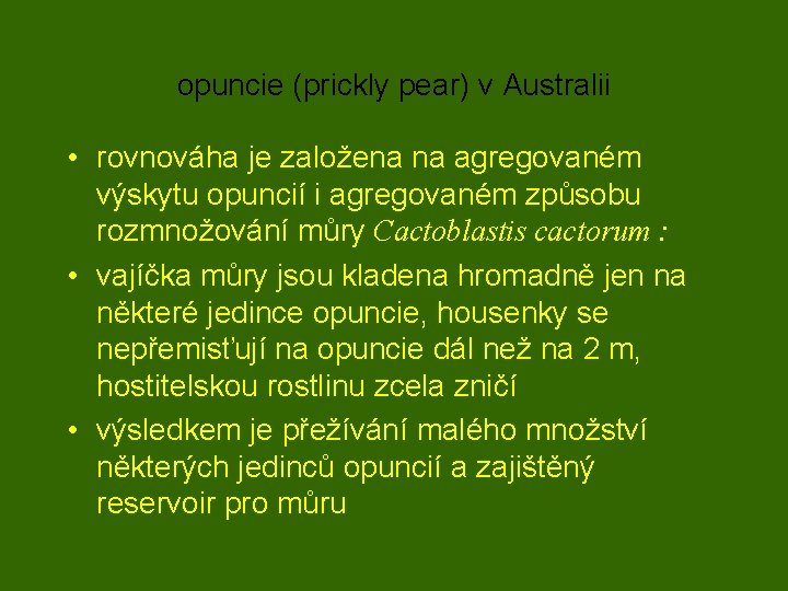 opuncie (prickly pear) v Australii • rovnováha je založena na agregovaném výskytu opuncií i