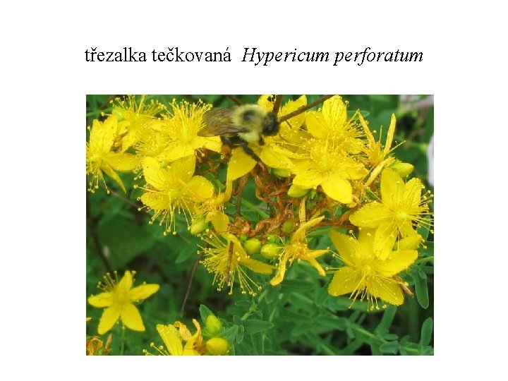 třezalka tečkovaná Hypericum perforatum 