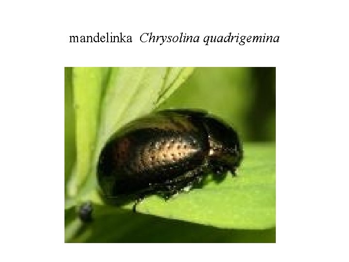 mandelinka Chrysolina quadrigemina 