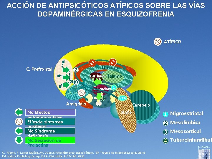 ACCIÓN DE ANTIPSICÓTICOS ATÍPICOS SOBRE LAS VÍAS DOPAMINÉRGICAS EN ESQUIZOFRENIA ATÍPICO C. Prefrontal 2