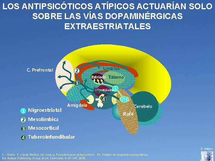 LOS ANTIPSICÓTICOS ATÍPICOS ACTUARÍAN SOLO SOBRE LAS VÍAS DOPAMINÉRGICAS EXTRAESTRIATALES C. Prefrontal 2 Límbico