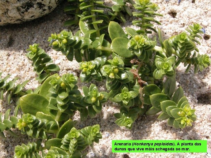 Arenaria (Honkenya peploides). A planta das dunas que vive máis achegada ao mar. 