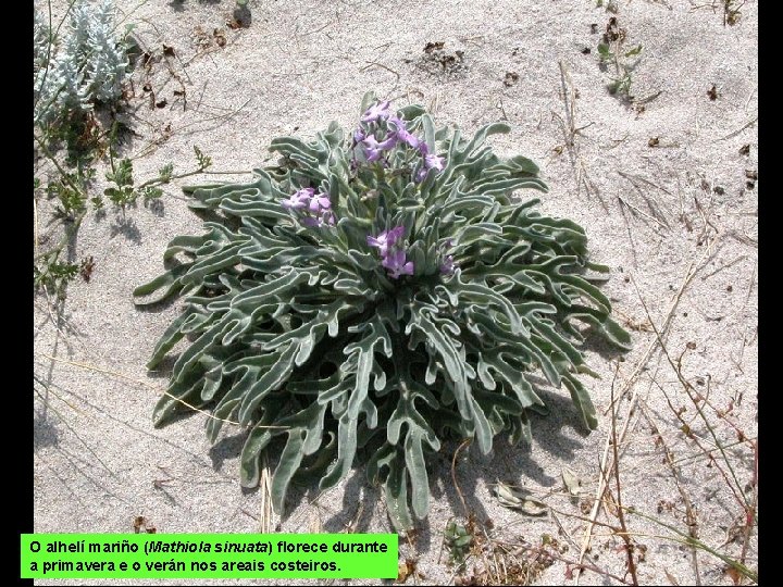 O alhelí mariño (Mathiola sinuata) florece durante a primavera e o verán nos areais