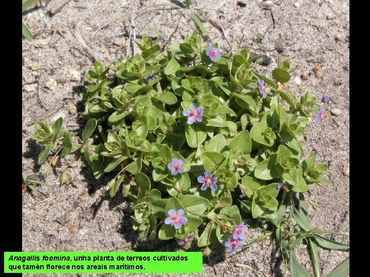 Anagallis foemina, unha planta de terreos cultivados que tamén florece nos areais marítimos. 