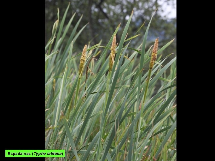 Espadainas (Typha latifolia) 