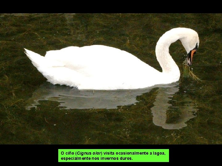 O ciño (Cignus olor) visita ocasionalmente a lagoa, especialmente nos invernos duros. 