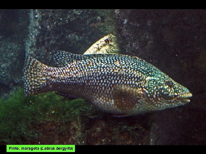 Pinto, maragota (Labrus bergylta) Pinto, maragota (Labrus bergylta)